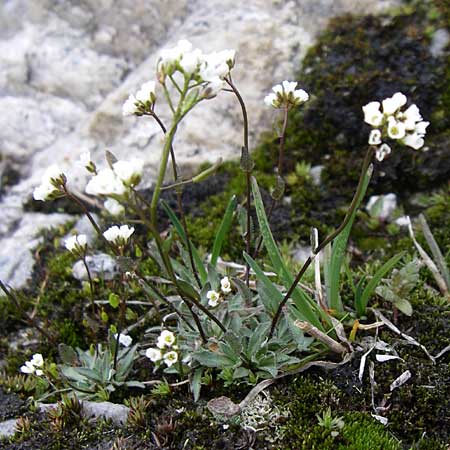 Draba siliquosa \ Krntner Felsenblmchen / Carinthian Whitlowgrass, A Malta - Tal / Valley 7.6.2008