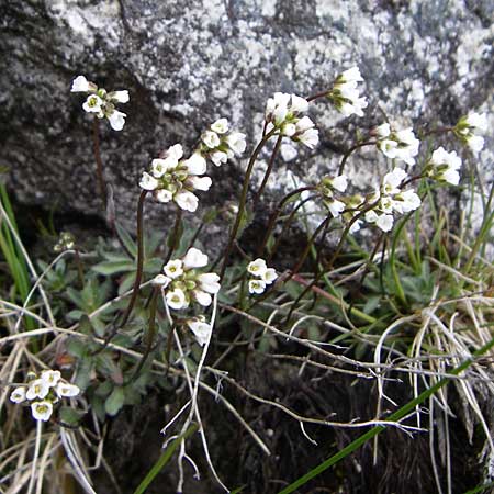 Draba siliquosa \ Krntner Felsenblmchen, A Malta - Tal 7.6.2008