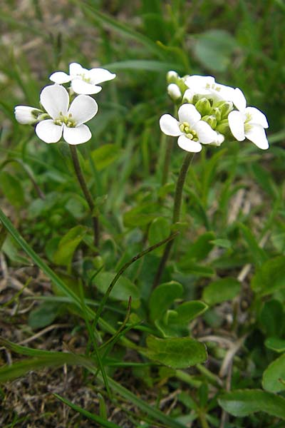 Draba fladnizensis \ Flattnitzer Felsenblmchen / Flattnitz Whitlowgrass, A Kärnten/Carinthia, Petzen 2.7.2010