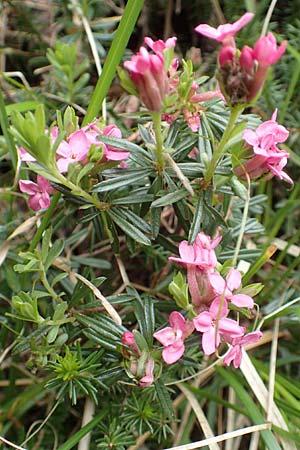 Daphne striata \ Kahles Steinrschen, A Kärnten, Trögerner Klamm 18.5.2016