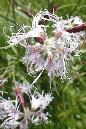 Dianthus superbus subsp. alpestris / Alpine Superb Pink, A Carinthia, Koralpe 9.8.2016