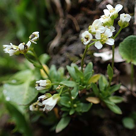 Draba siliquosa \ Krntner Felsenblmchen / Carinthian Whitlowgrass, A Wölzer Tauern, Hoher Zinken 26.6.2021