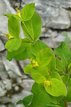 Euphorbia carniolica \ Krainer Wolfsmilch / Carniolan Spurge, A Kärnten/Carinthia, Trögerner Klamm 18.5.2016