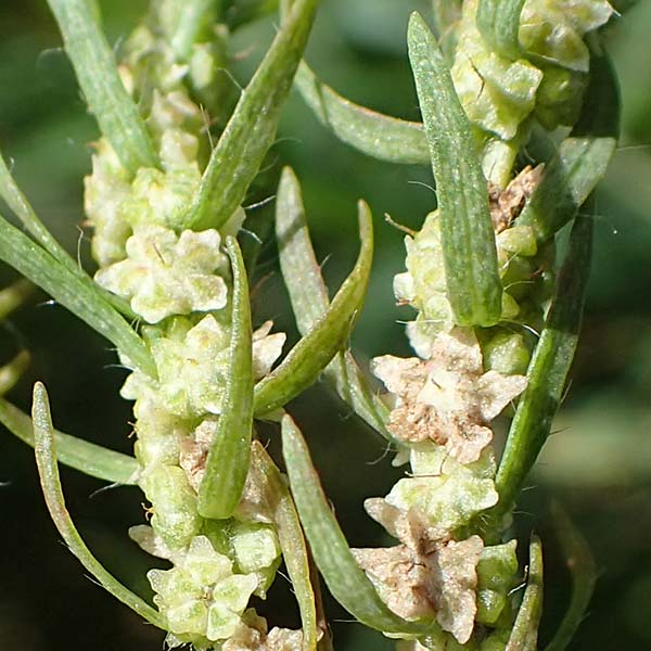 Bassia scoparia \ Besen-Radmelde, Sommerzypresse, A Weiden am Neusiedler See 28.9.2022