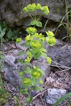 Euphorbia amygdaloides \ Mandelblttrige Wolfsmilch / Mediterranean Spurge, A Steyr - Tal / Valley 31.5.2008