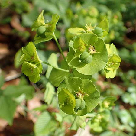 Euphorbia amygdaloides \ Mandelblttrige Wolfsmilch / Mediterranean Spurge, A Kärnten/Carinthia, St. Paul im Lavanttal 16.5.2016