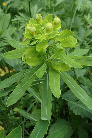 Euphorbia austriaca \ sterreicher Wolfsmilch / Austrian Spurge, A Neuhaus am Zellerrain 2.7.2019