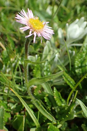 Erigeron glabratus \ Koralpen-Berufkraut, A Rax 28.6.2020