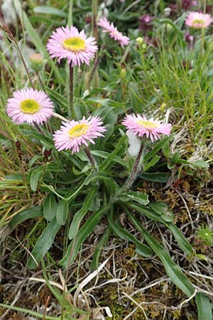 Erigeron glabratus \ Koralpen-Berufkraut, A Rax 28.6.2020