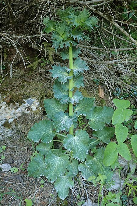 Eryngium alpinum \ Alpen-Mannstreu / Alpine Eryngo, A Schneealpe 30.6.2020