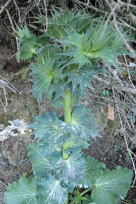 Eryngium alpinum / Alpine Eryngo, A Schneealpe 30.6.2020