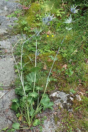 Eryngium alpinum \ Alpen-Mannstreu / Alpine Eryngo, A Bad Aussee Botan. Gar. 6.7.2020