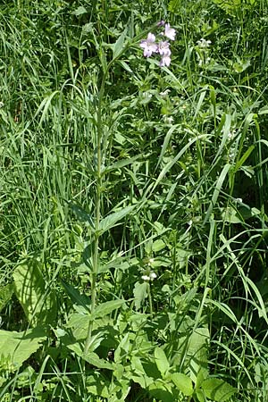 Epilobium alpestre \ Quirlblttriges Weidenrschen / Alpine Willowherb, A Pusterwald 29.6.2021