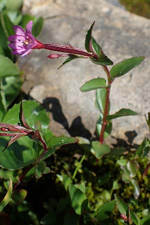 Epilobium alsinifolium \ Mierenblttriges Weidenrschen, A Wölzer Tauern, Kleiner Zinken 24.7.2021