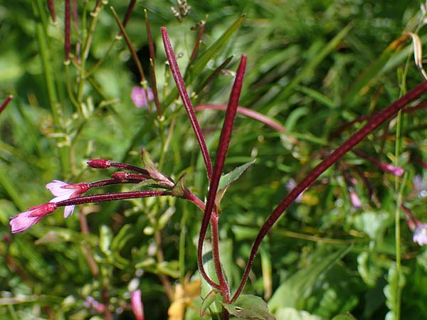 Epilobium alsinifolium \ Mierenblttriges Weidenrschen, A Wölzer Tauern, Kleiner Zinken 24.7.2021