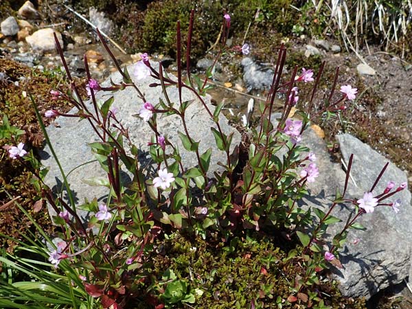 Epilobium alsinifolium \ Mierenblttriges Weidenrschen / Chickweed Willowherb, A Wölzer Tauern, Kleiner Zinken 24.7.2021