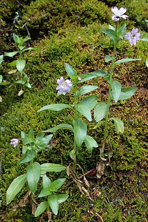 Epilobium alsinifolium \ Mierenblttriges Weidenrschen, A Kärnten, Koralpe 1.7.2022