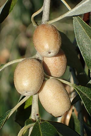 Elaeagnus angustifolia / Narrow-Leaved Oleaster, Russian Olive, A Seewinkel, Podersdorf 23.9.2022