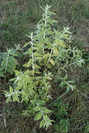 Elaeagnus angustifolia \ Schmalblttrige lweide / Narrow-Leaved Oleaster, Russian Olive, A Seewinkel, Apetlon 26.9.2022