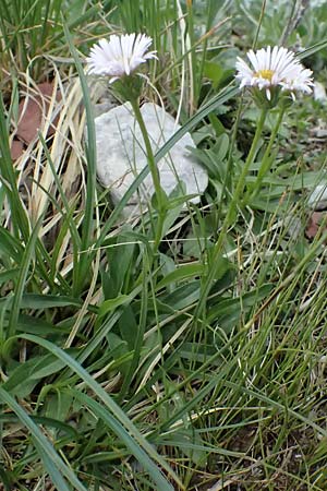 Erigeron alpinus \ Alpen-Berufkraut / Alpine Fleabane, A Admont 5.7.2024