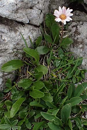 Erigeron alpinus \ Alpen-Berufkraut / Alpine Fleabane, A Trenchtling 6.7.2024