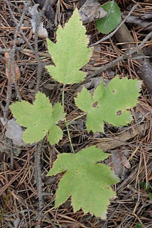 Sorbus torminalis \ Elsbeere, A Hainburg 25.9.2022