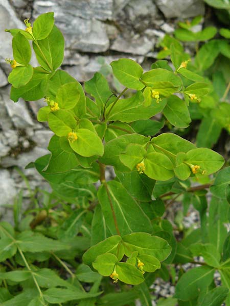 Euphorbia carniolica \ Krainer Wolfsmilch, A Kärnten, Trögerner Klamm 18.5.2016