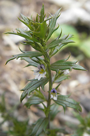 Euphrasia cuspidata \ Krainer Augentrost / Carniolan Eyebright, A Hinterotter 3.8.2011