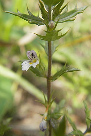 Euphrasia cuspidata \ Krainer Augentrost, A Hinterotter 3.8.2011