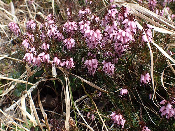 Erica carnea \ Schnee-Glockenheide / Winter Heath, A Kärnten/Carinthia, Hochstuhl 17.5.2016