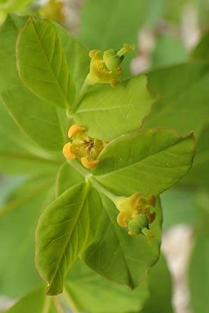Euphorbia carniolica \ Krainer Wolfsmilch, A Kärnten, Trögerner Klamm 18.5.2016