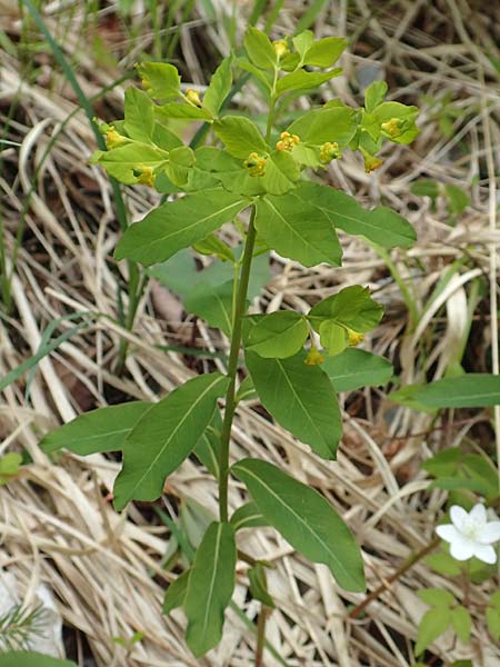 Euphorbia carniolica \ Krainer Wolfsmilch / Carniolan Spurge, A Kärnten/Carinthia, Trögerner Klamm 18.5.2016