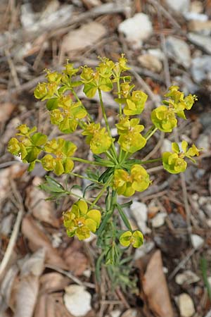 Euphorbia cyparissias \ Zypressen-Wolfsmilch / Cypress Spurge, A Kärnten/Carinthia, Hochobir 19.5.2016