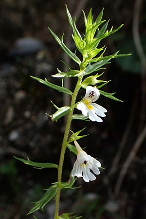 Euphrasia cuspidata \ Krainer Augentrost / Carniolan Eyebright, A Kärnten/Carinthia, Tscheppa - Schlucht / Gorge 20.8.2016