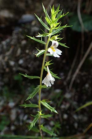 Euphrasia cuspidata \ Krainer Augentrost, A Kärnten, Tscheppa - Schlucht 20.8.2016