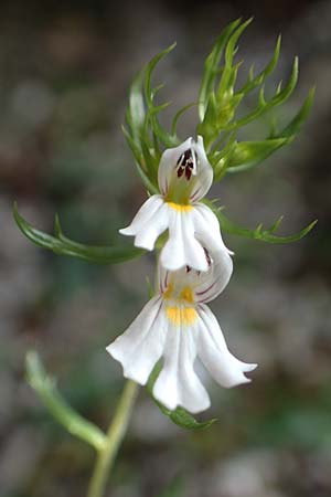 Euphrasia cuspidata \ Krainer Augentrost / Carniolan Eyebright, A Kärnten/Carinthia, Tscheppa - Schlucht / Gorge 20.8.2016