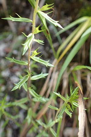 Euphrasia cuspidata \ Krainer Augentrost, A Kärnten, Tscheppa - Schlucht 20.8.2016