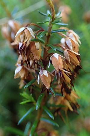 Erica carnea \ Schnee-Glockenheide, A Kraubath (Mur) 27.6.2021