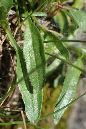 Erigeron glabratus subsp. candidus \ Kahles Berufkraut / Variable Fleabane, A Kärnten/Carinthia, Koralpe 3.7.2022