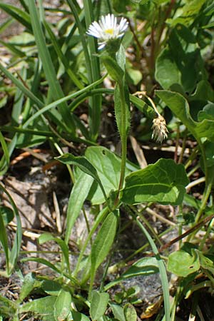 Erigeron glabratus subsp. candidus \ Kahles Berufkraut / Variable Fleabane, A Kärnten/Carinthia, Koralpe 3.7.2022