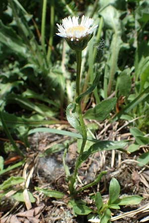 Erigeron glabratus subsp. candidus \ Kahles Berufkraut / Variable Fleabane, A Kärnten/Carinthia, Koralpe 3.7.2022