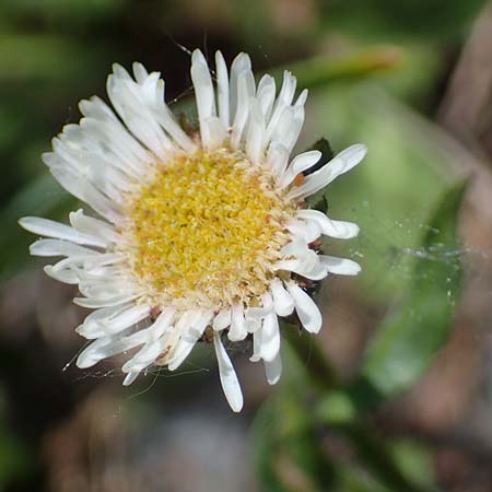 Erigeron glabratus subsp. candidus \ Kahles Berufkraut / Variable Fleabane, A Kärnten/Carinthia, Koralpe 3.7.2022