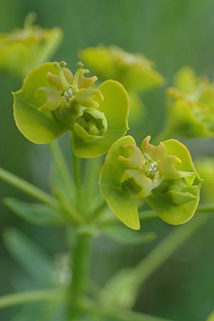 Euphorbia cyparissias \ Zypressen-Wolfsmilch / Cypress Spurge, A Seewinkel, Podersdorf 10.5.2022
