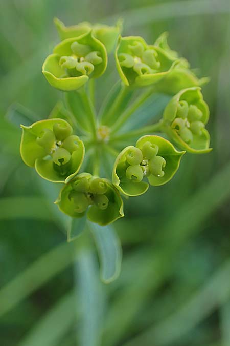Euphorbia cyparissias \ Zypressen-Wolfsmilch / Cypress Spurge, A Seewinkel, Podersdorf 10.5.2022