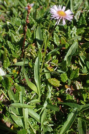 Erigeron glabratus \ Koralpen-Berufkraut, A Kärnten, Petzen 8.8.2016