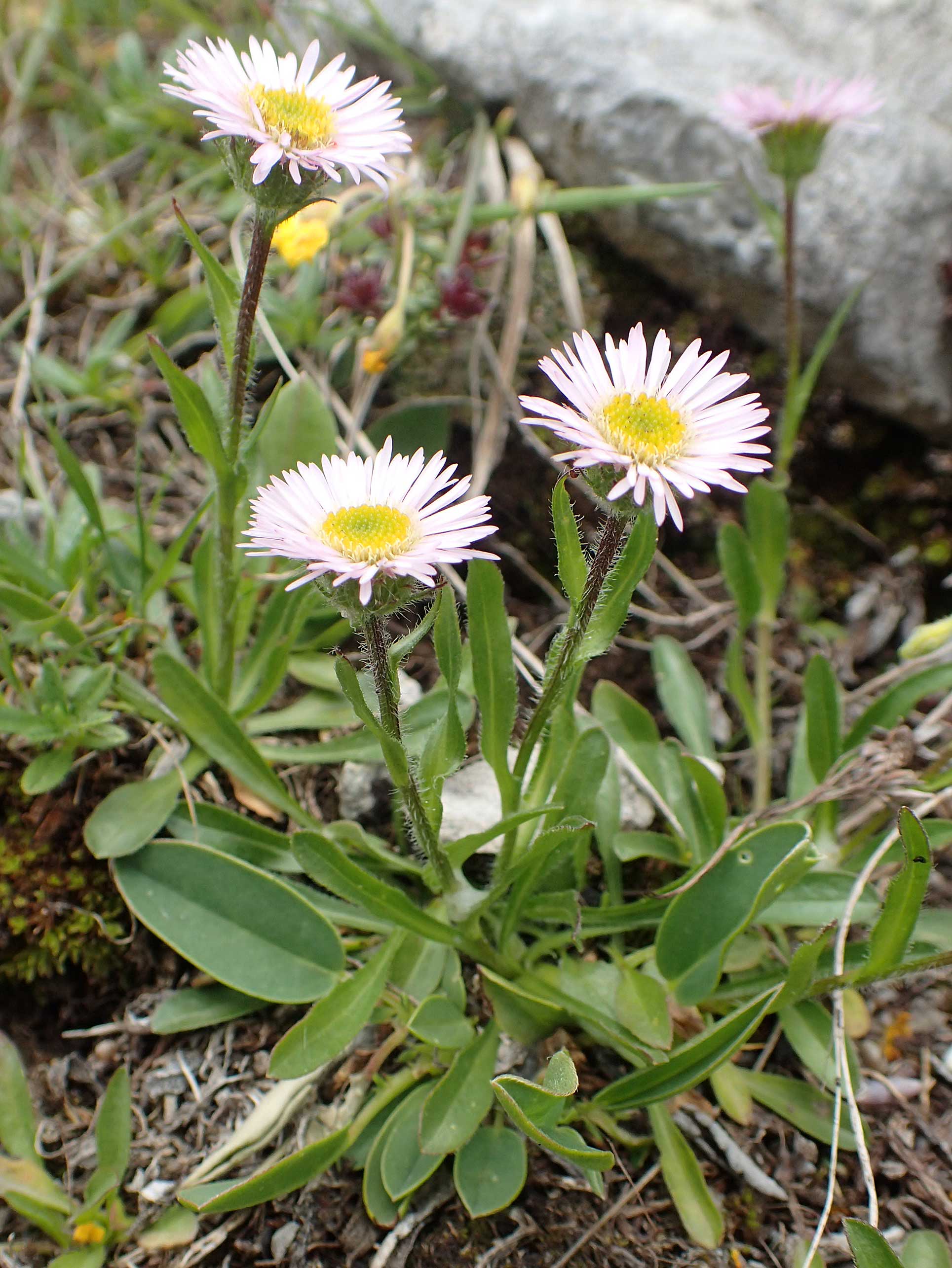 Erigeron glabratus \ Koralpen-Berufkraut, A Schneealpe 30.6.2020