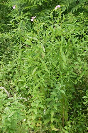 Epilobium hirsutum \ Zottiges Weidenrschen / Great Willowherb, A St. Lorenzen 1.7.2010