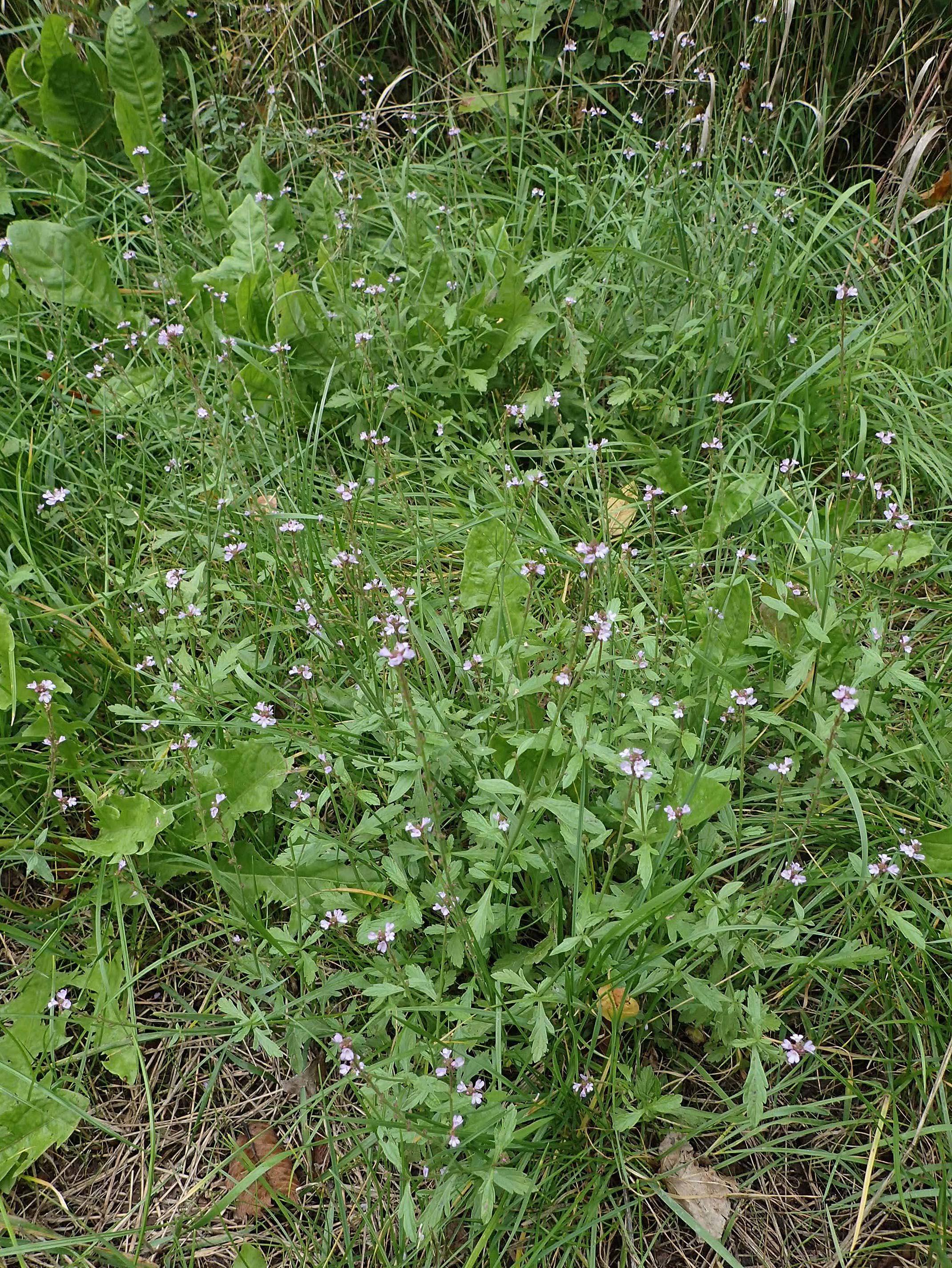 Verbena officinalis / Vervain, A Hainburg 25.9.2022