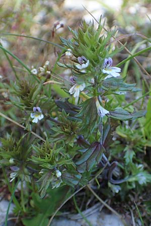 Euphrasia salisburgensis \ Salzburger Augentrost / Irish Eyebright, A Kärnten/Carinthia, Petzen 8.8.2016