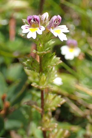 Euphrasia minima \ Zwerg-Augentrost / Dwarf Eyebright, A Kärnten/Carinthia, Koralpe 9.8.2016